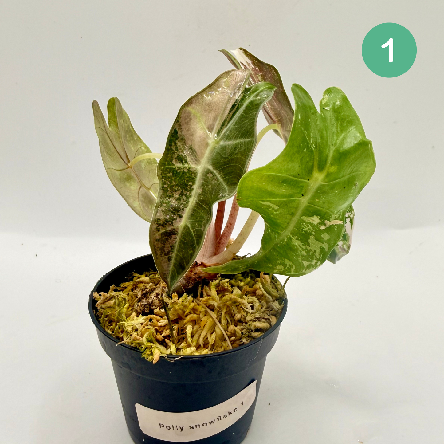 Alocasia Polly Snowflake Pink/Albo Variegata