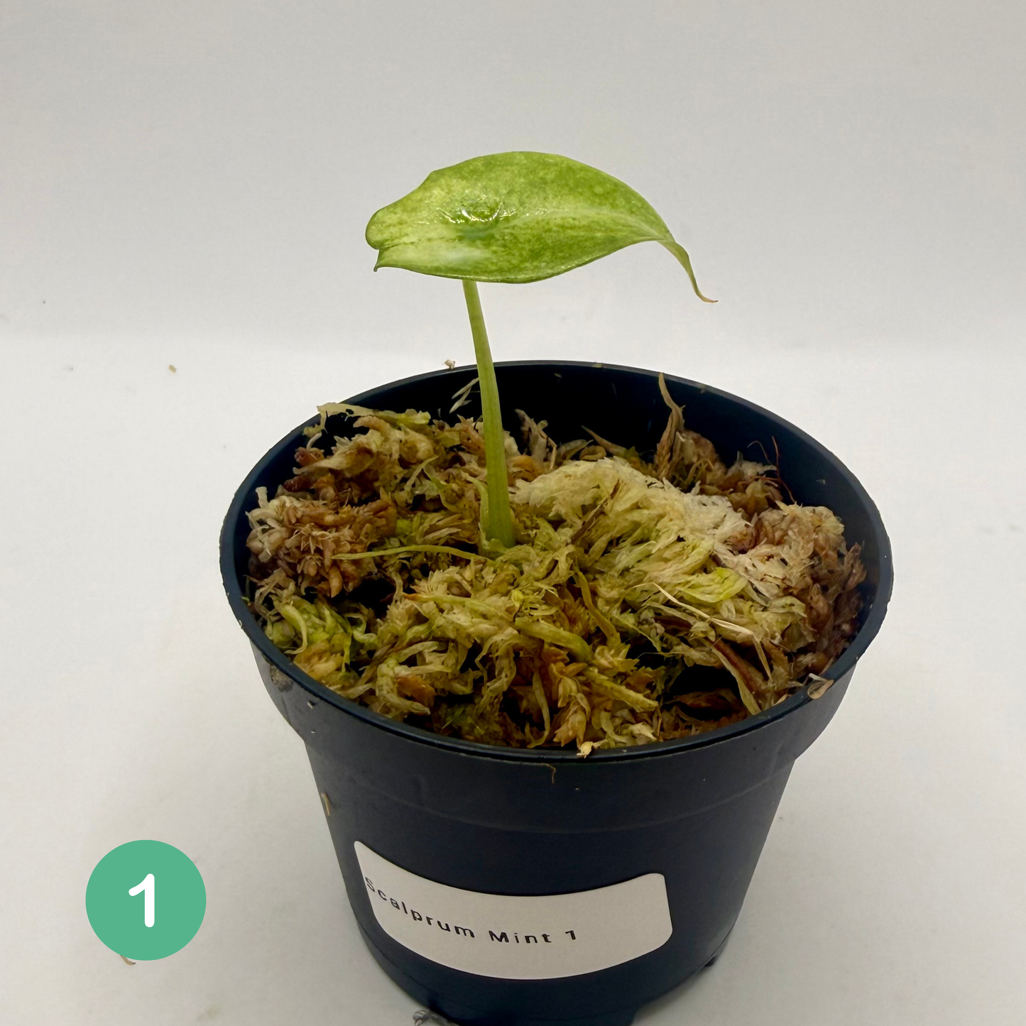 Alocasia Scalprum Mint Variegata