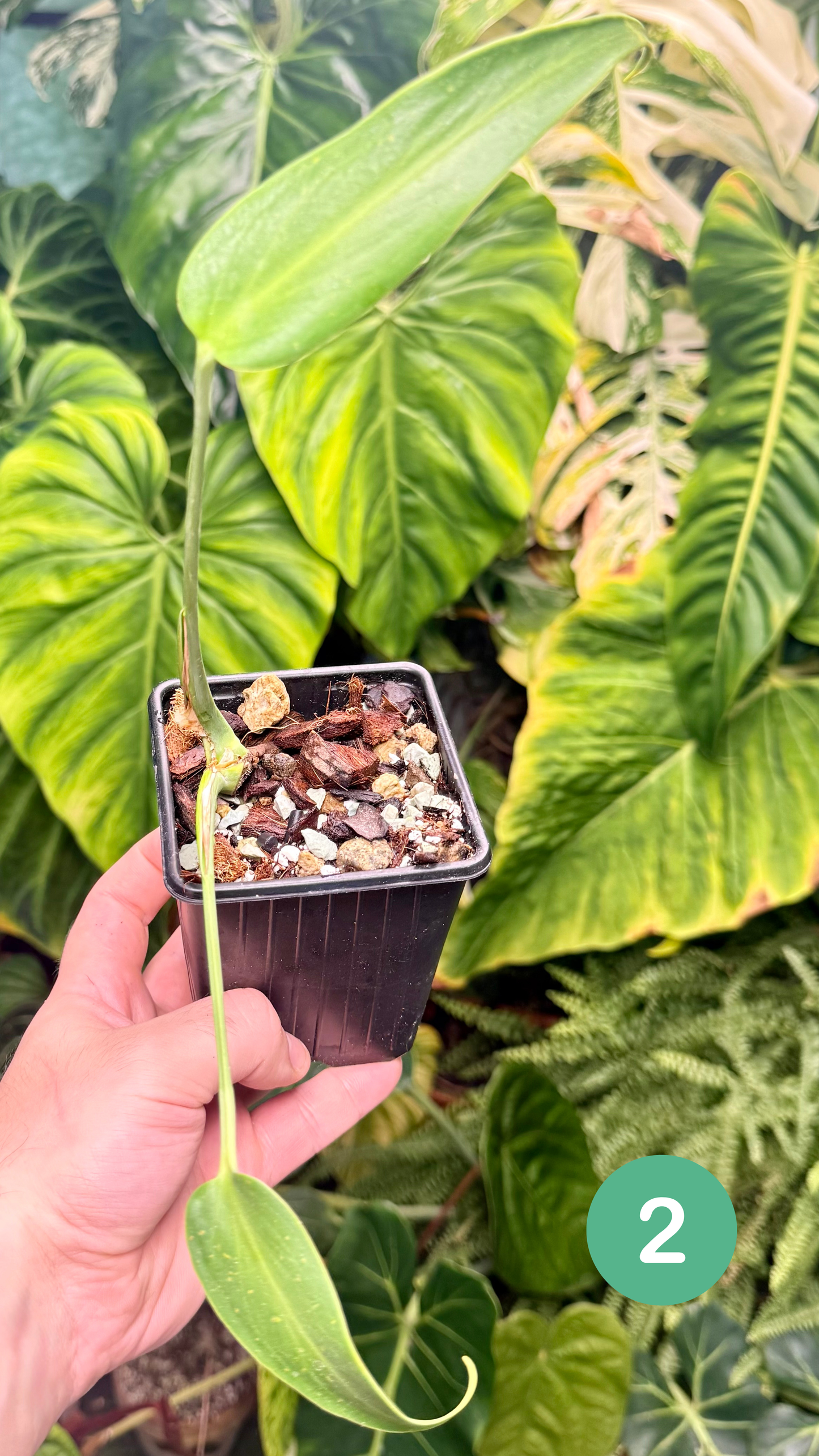 Monstera Burle Marx Flame