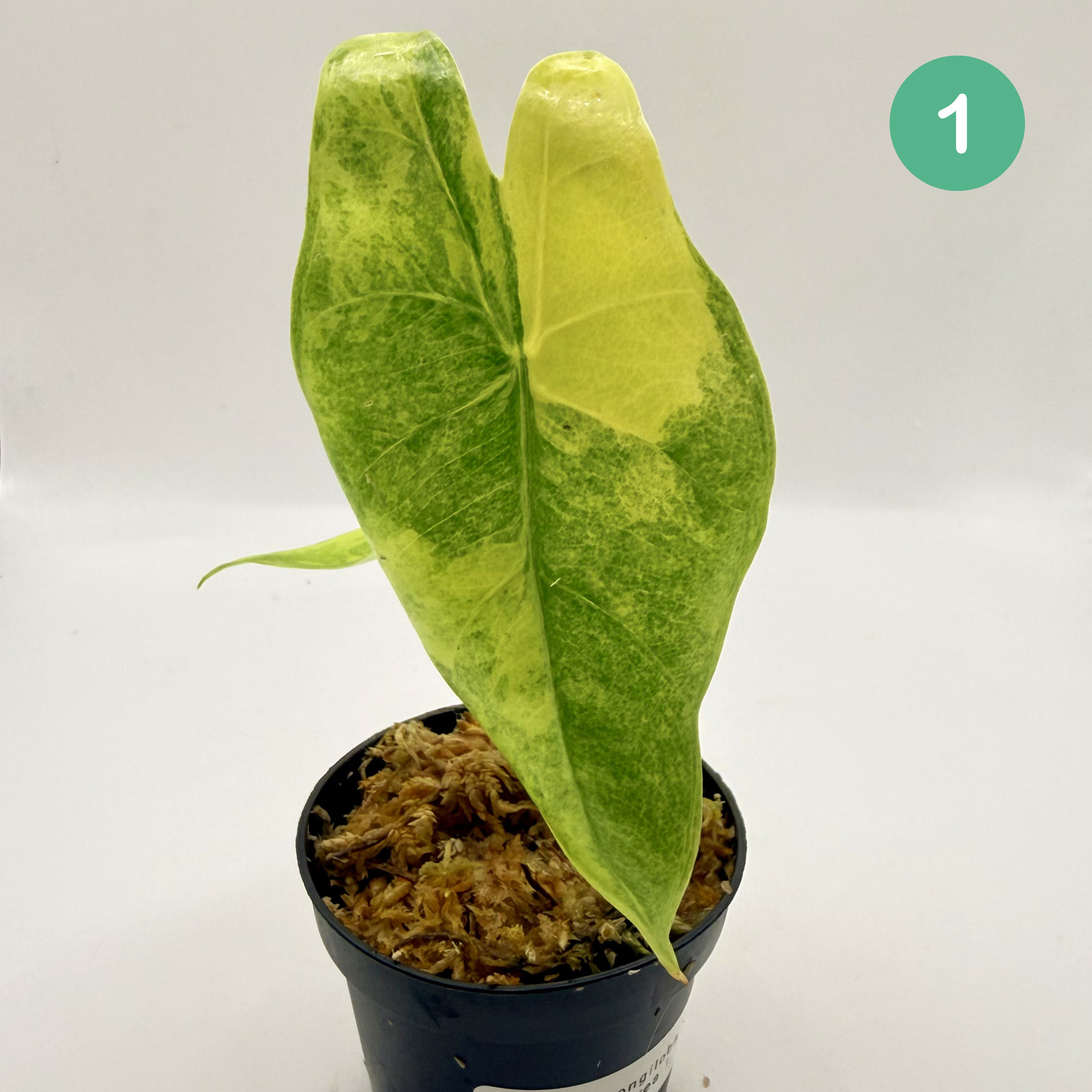 Alocasia Longiloba Aurea Variegata