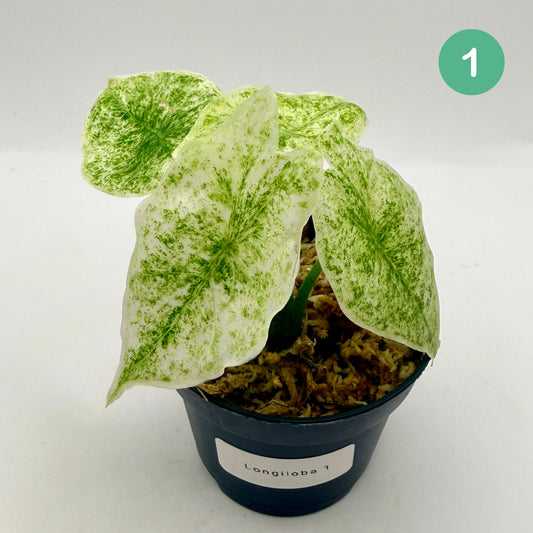 Alocasia Longiloba Mottled Variegata