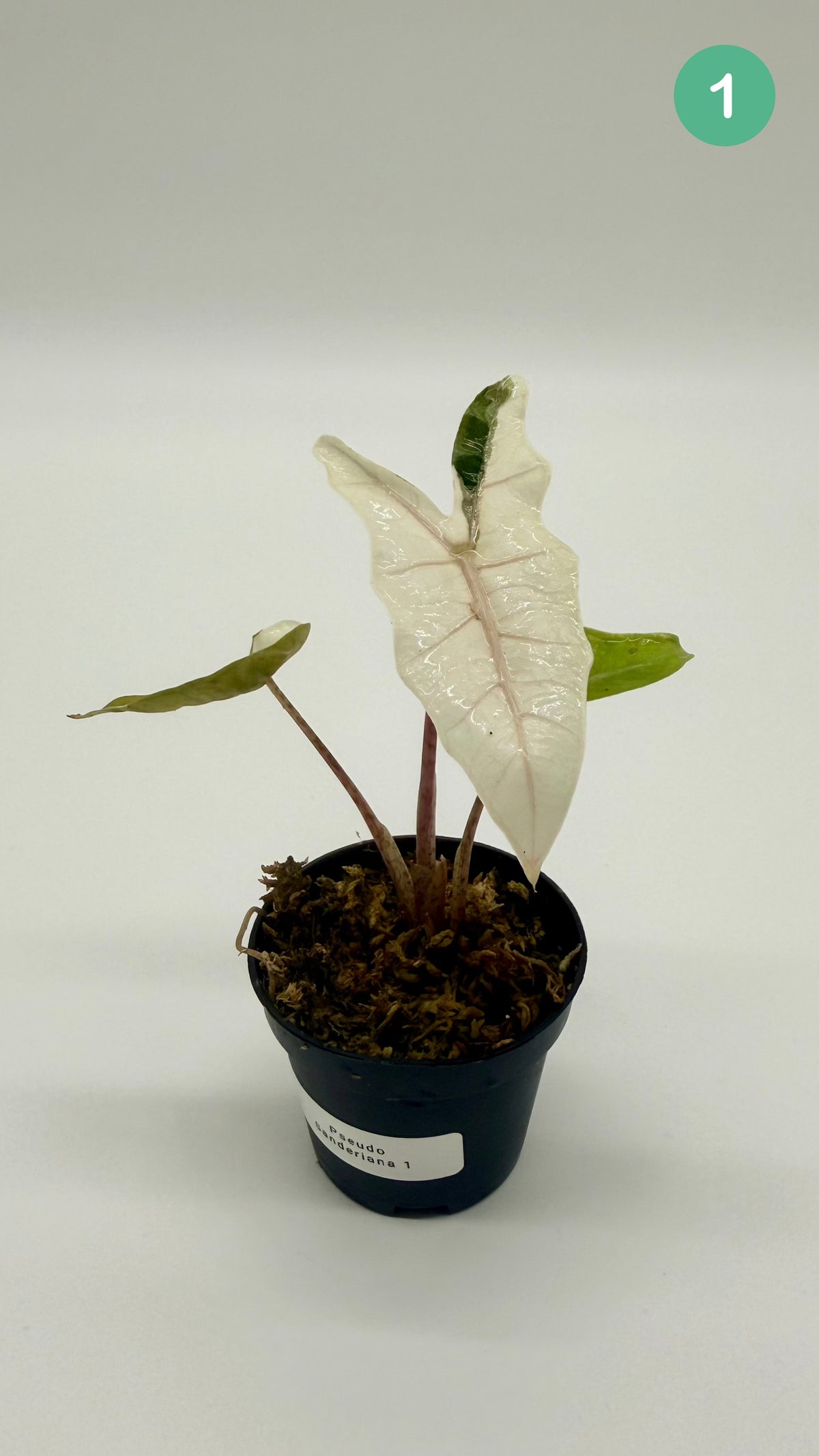 Alocasia Pseudo Sanderiana Albo/Pink Variegata