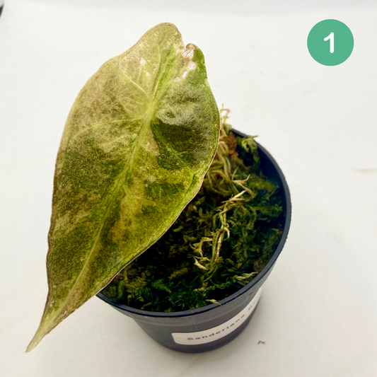 Alocasia Sanderiana Bull Aurea Variegata