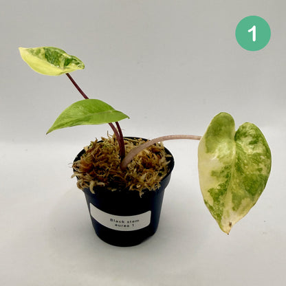 Alocasia Black Stem Aurea Variegata