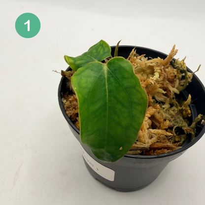 Anthurium Red Crystallinum