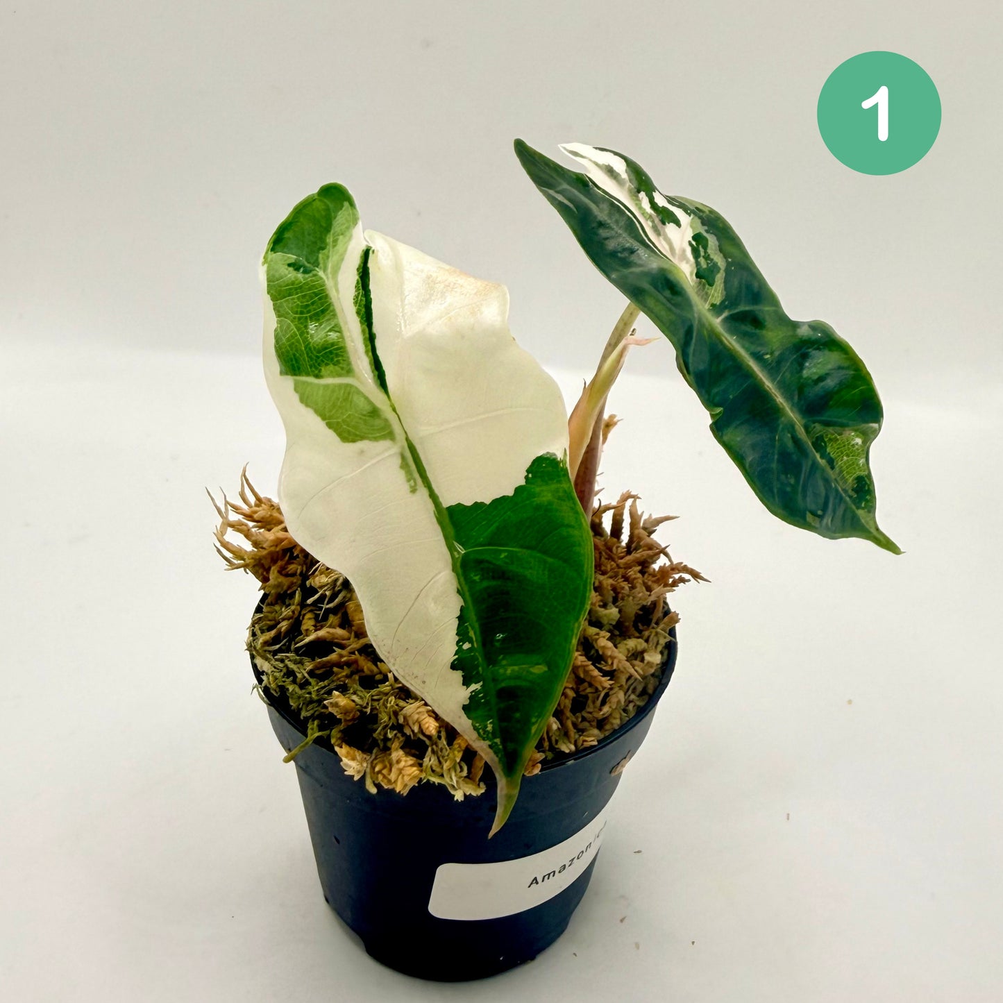 Alocasia Amazonica Pink/Albo Variegata