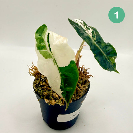 Alocasia Amazonica Pink/Albo Variegata