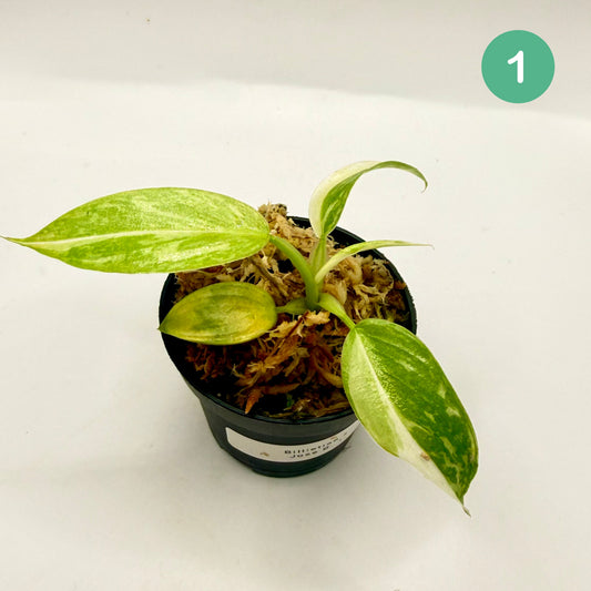 Philodendron Billietiae x José Buono Variegated