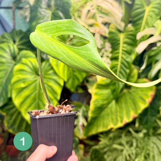 Monstera Burle Marx Flame