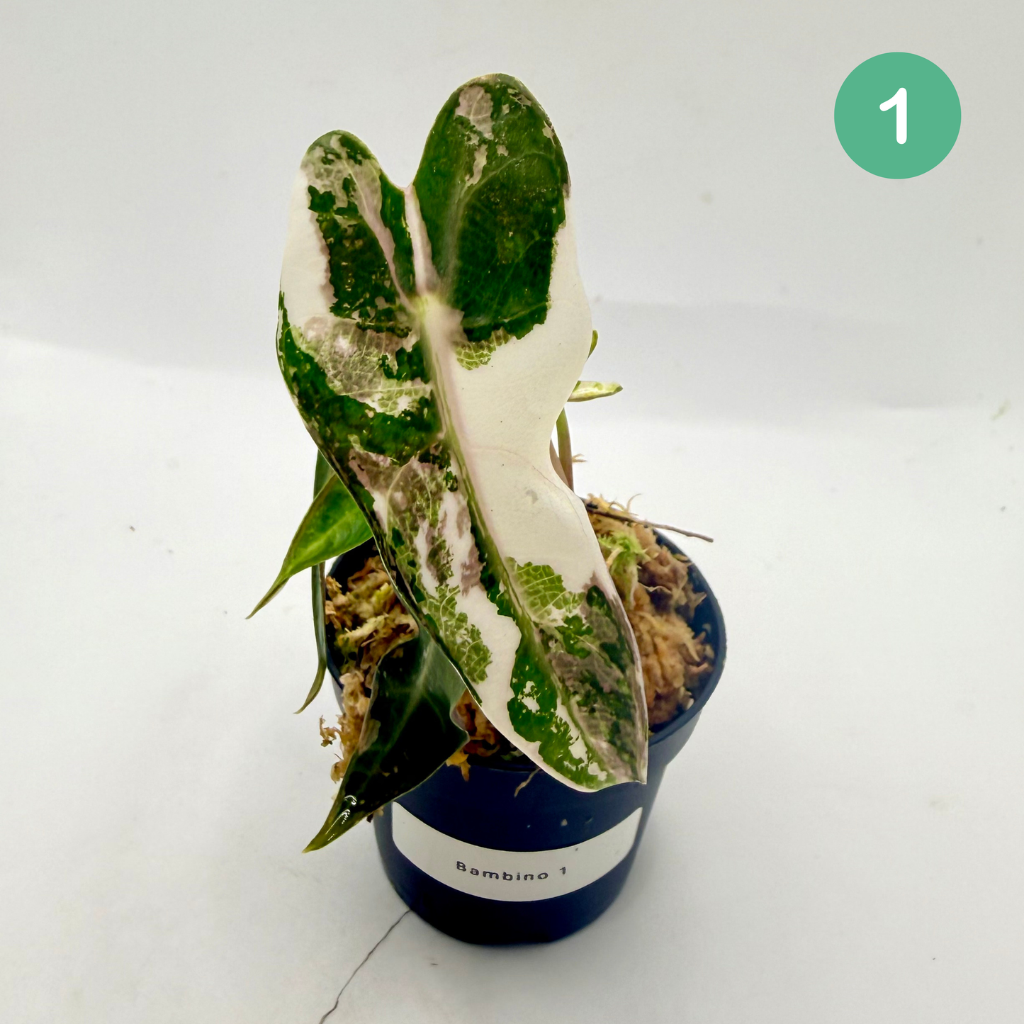 Alocasia Bambino Variegata - Pink/Albo