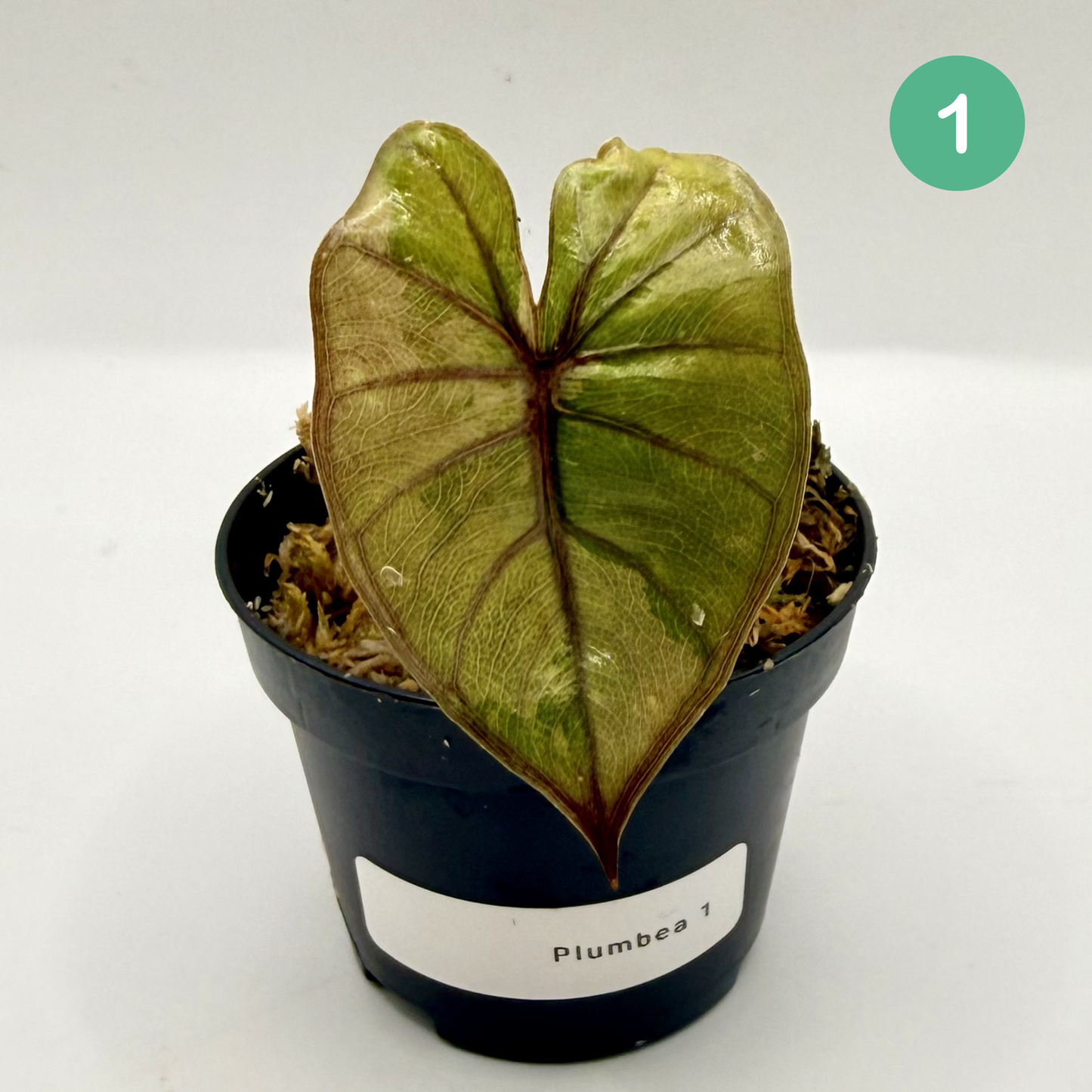 Alocasia Plumbea Nigra Albo/Pink Variegata