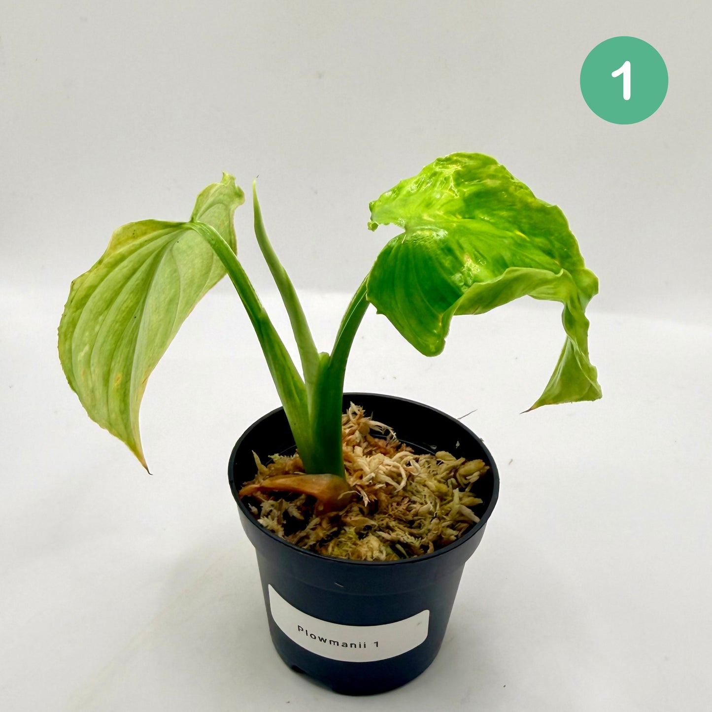 Philodendron Plowmanii Variegated