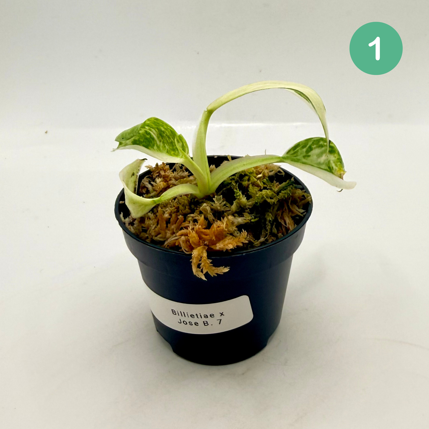 Philodendron Billietiae x José Buono Variegated