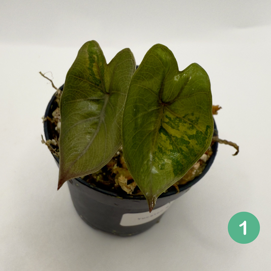 Alocasia Yucatán Princess Aurea Variegata