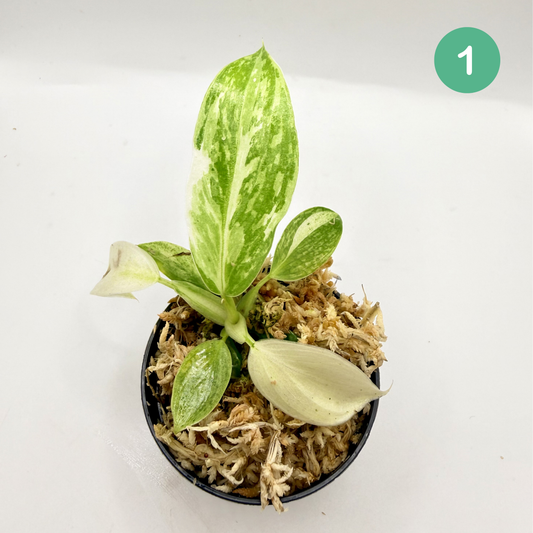 Philodendron Billietiae x José Buono Variegated
