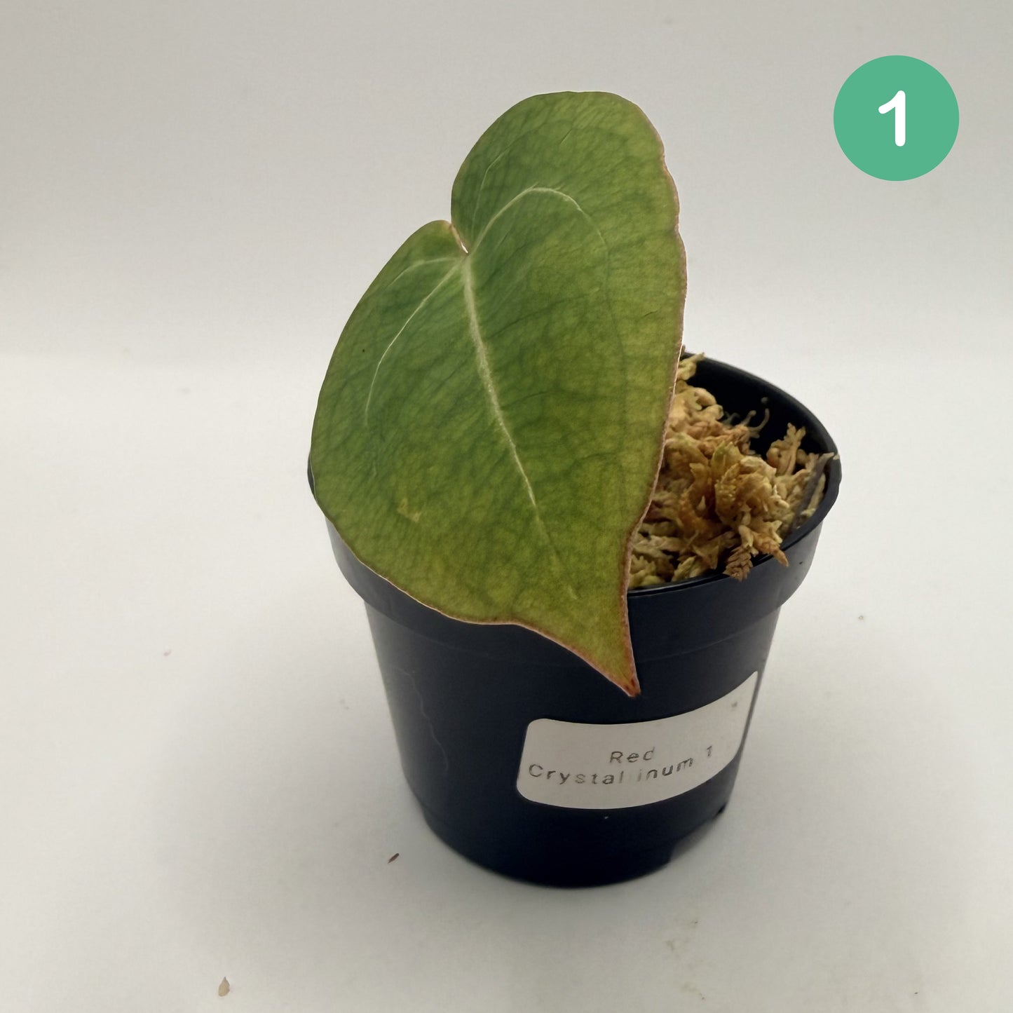 Anthurium Red Crystallinum