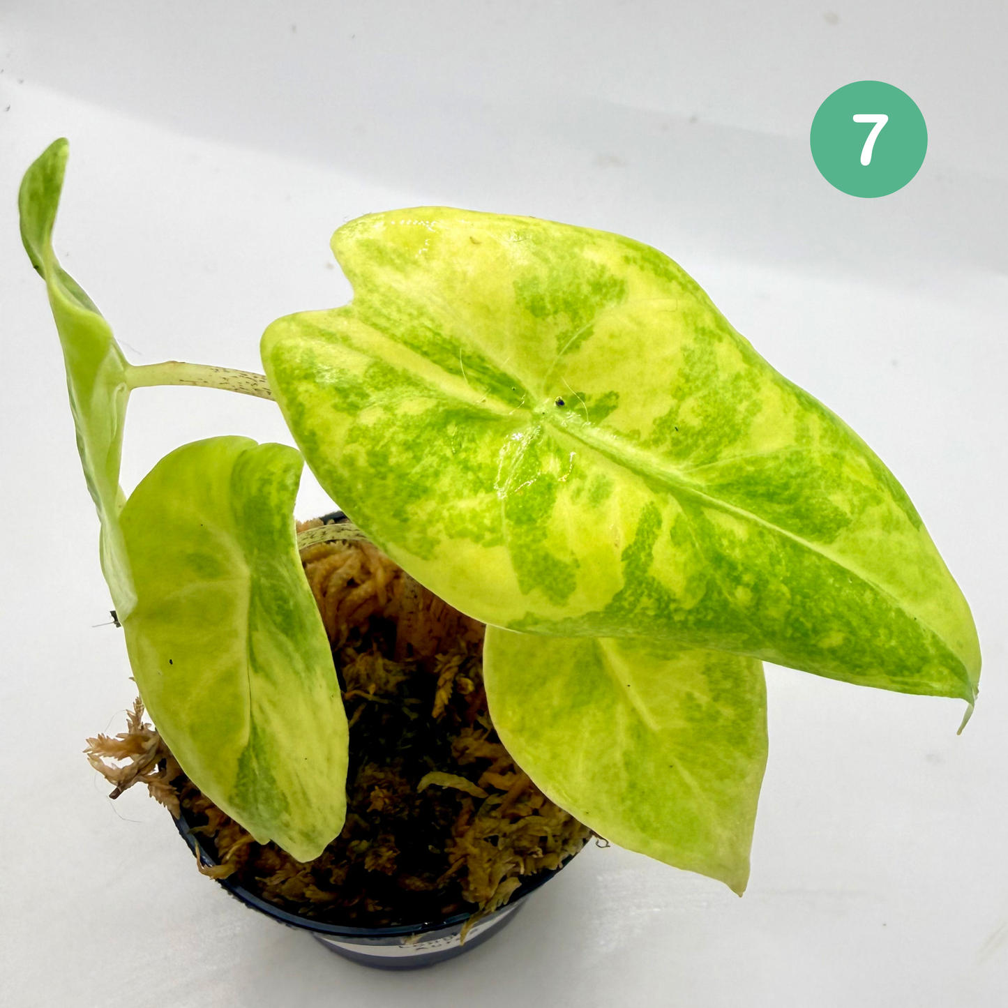 Alocasia Longiloba Aurea Variegata