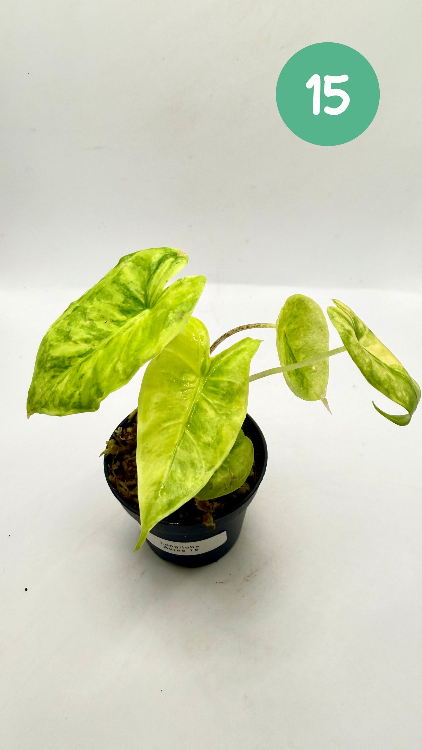 Alocasia Longiloba Aurea Variegata