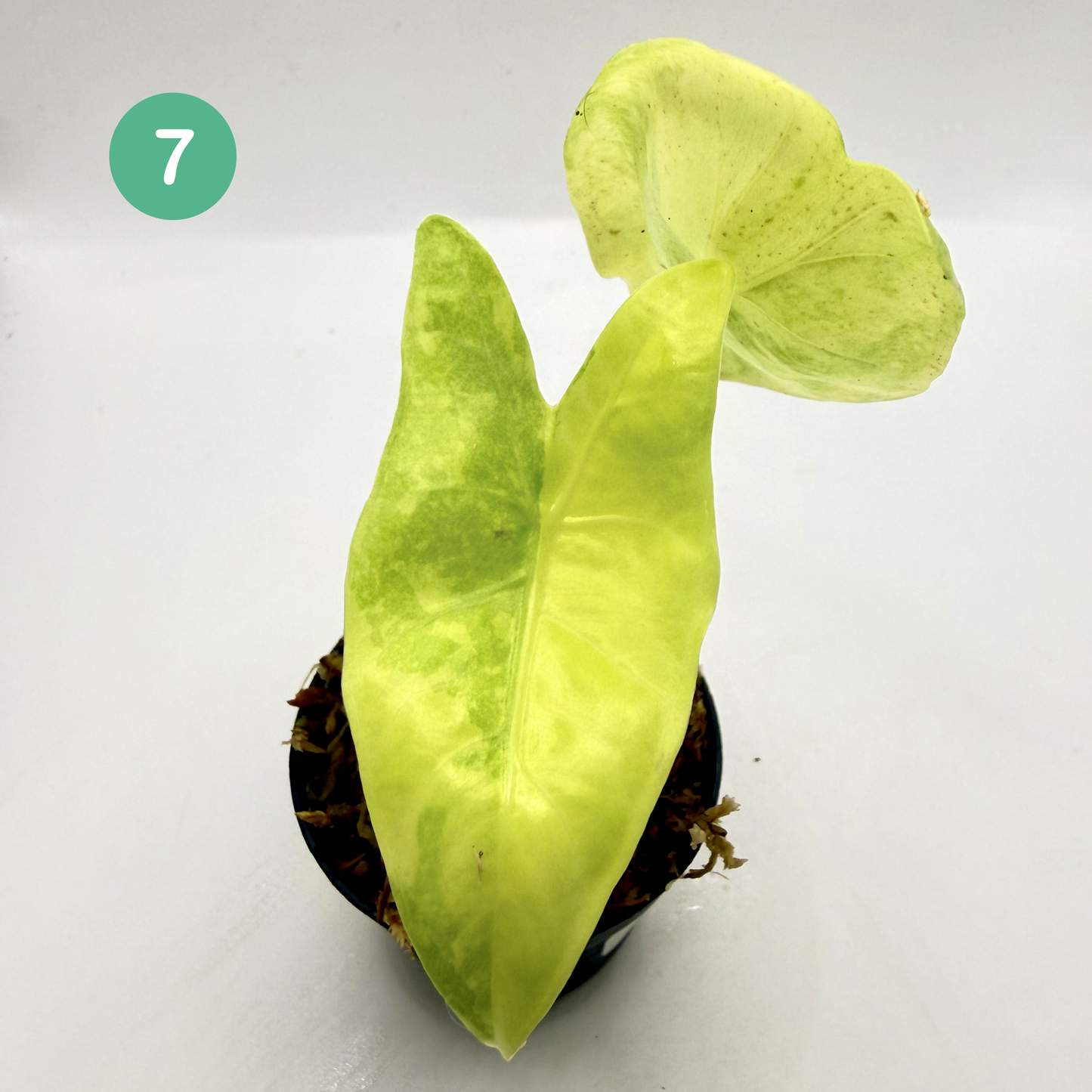 Alocasia Longiloba Aurea Variegata