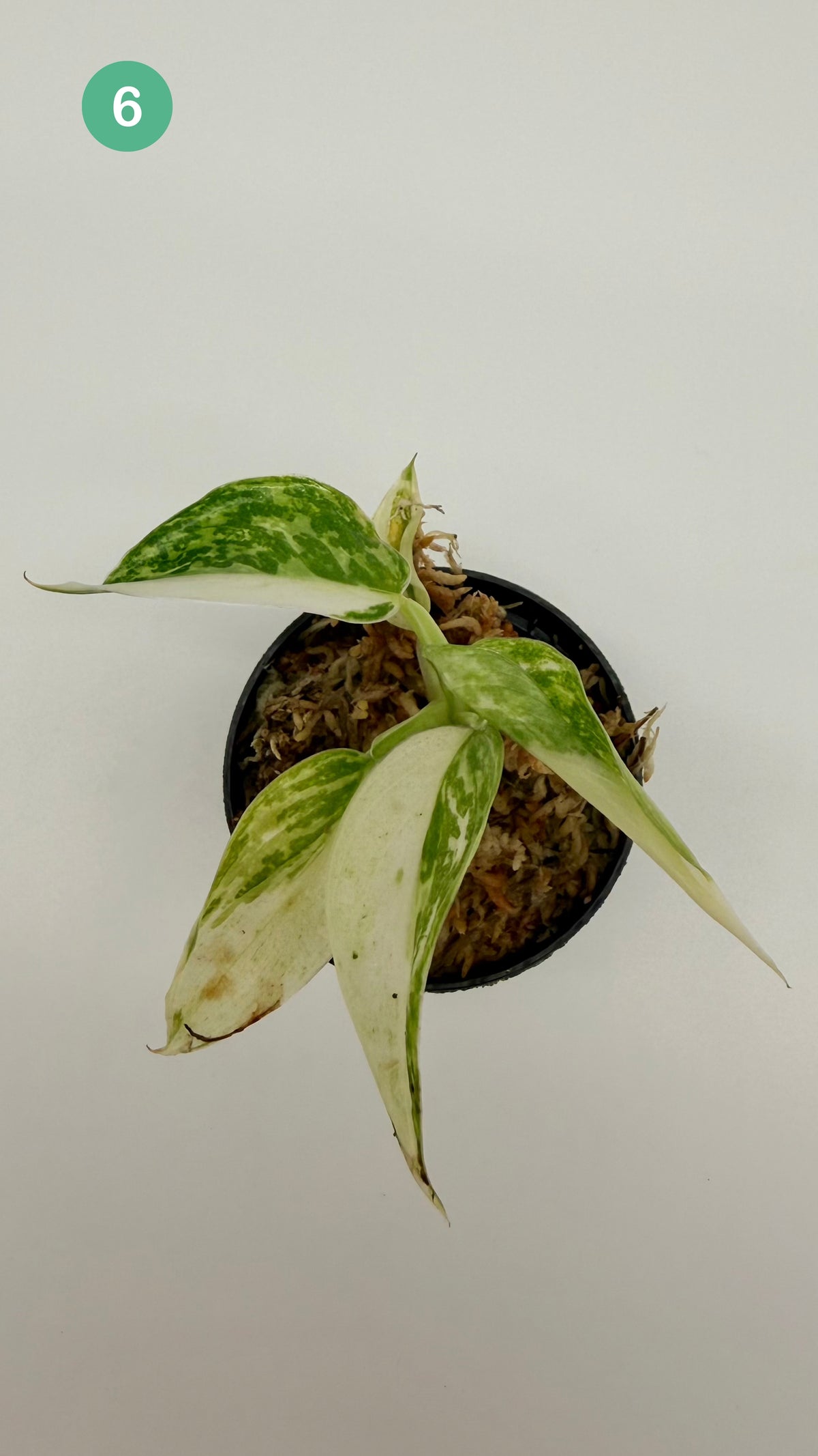 Philodendron Billietiae x José Buono Variegated