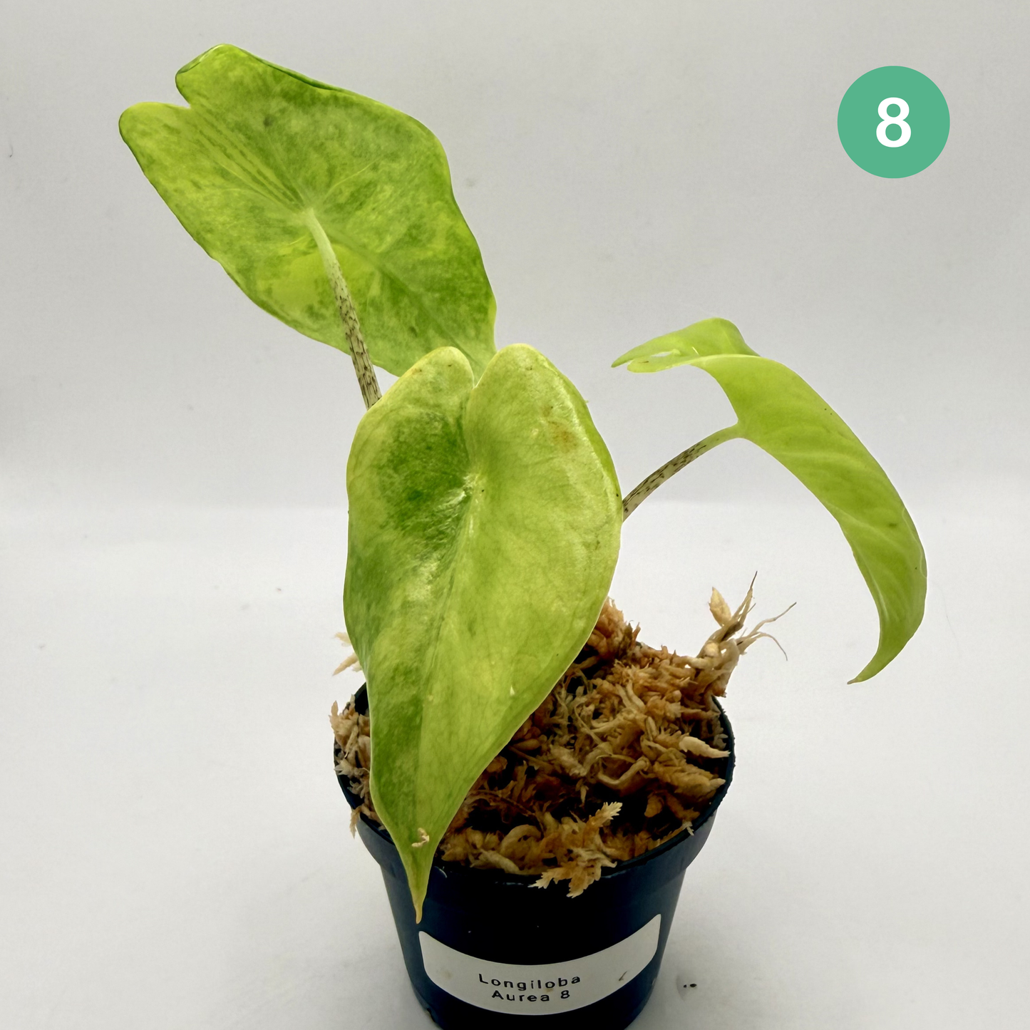 Alocasia Longiloba Aurea Variegata