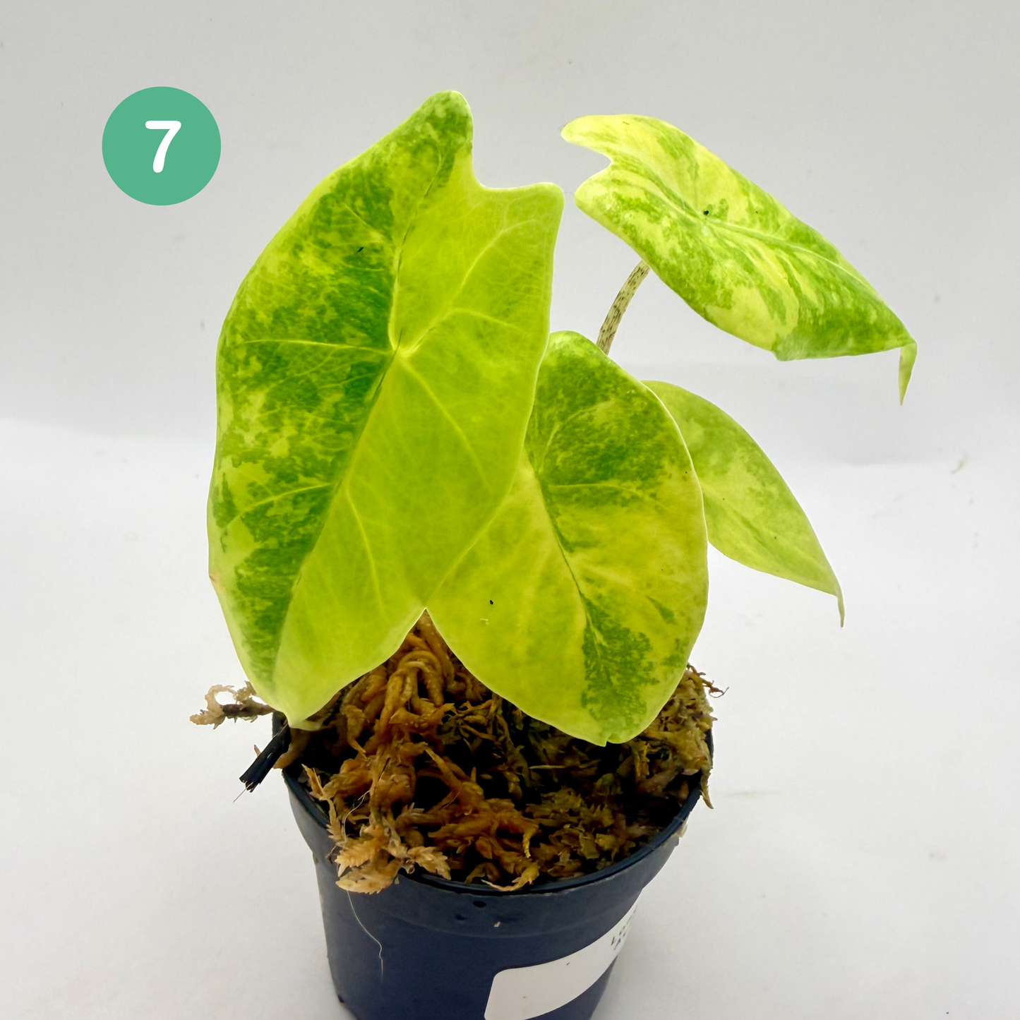 Alocasia Longiloba Aurea Variegata