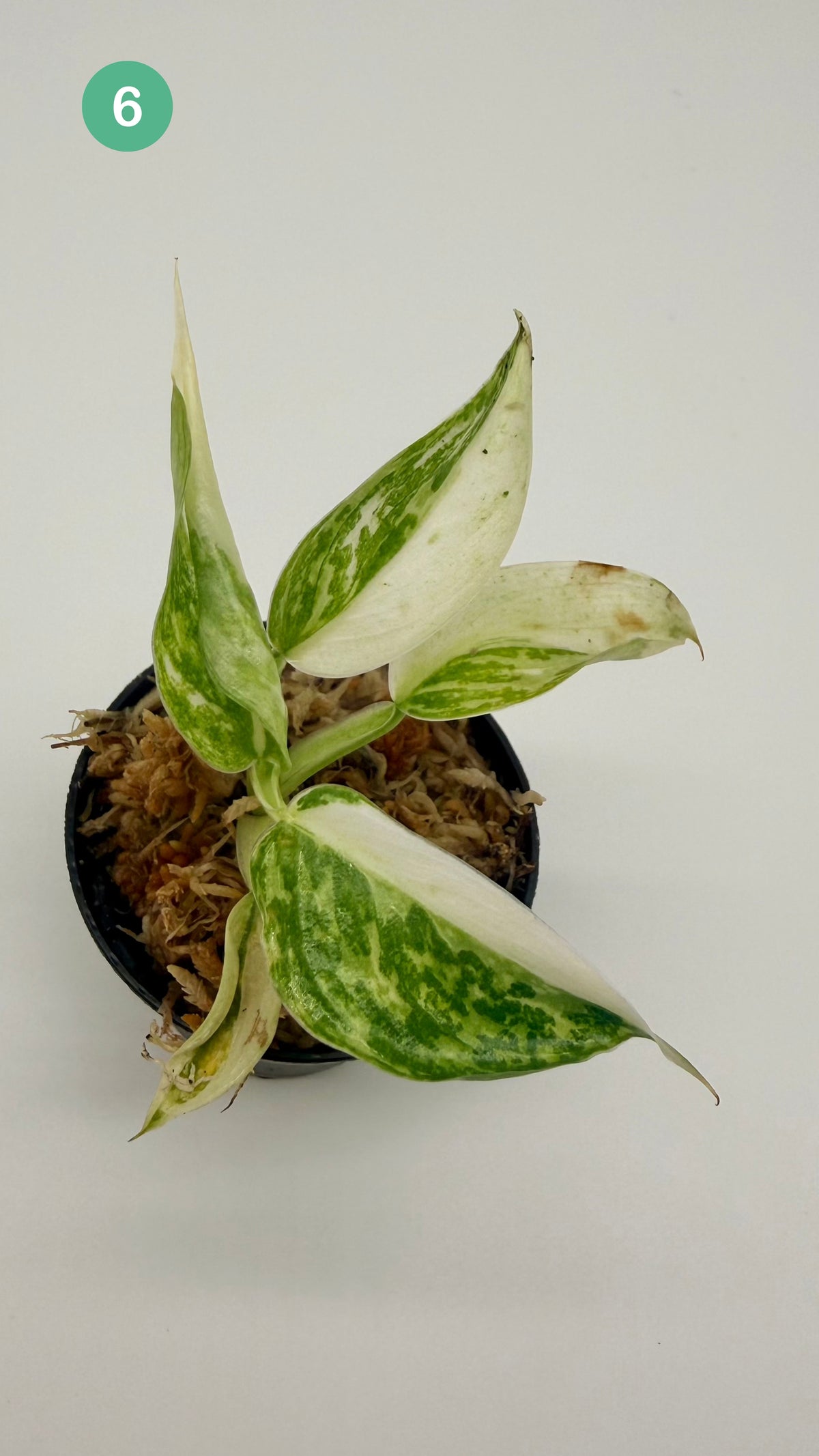 Philodendron Billietiae x José Buono Variegated