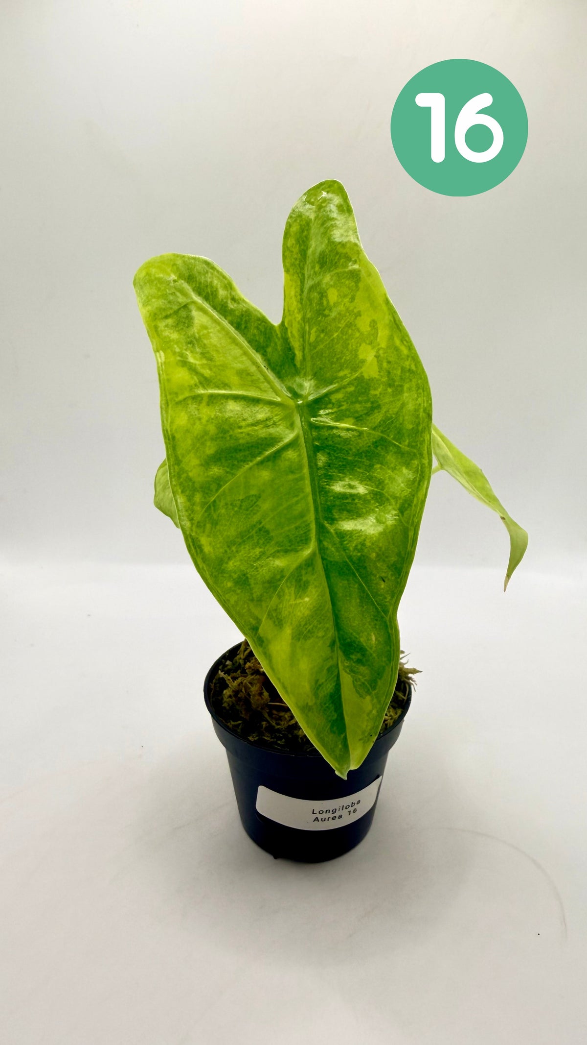Alocasia Longiloba Aurea Variegata