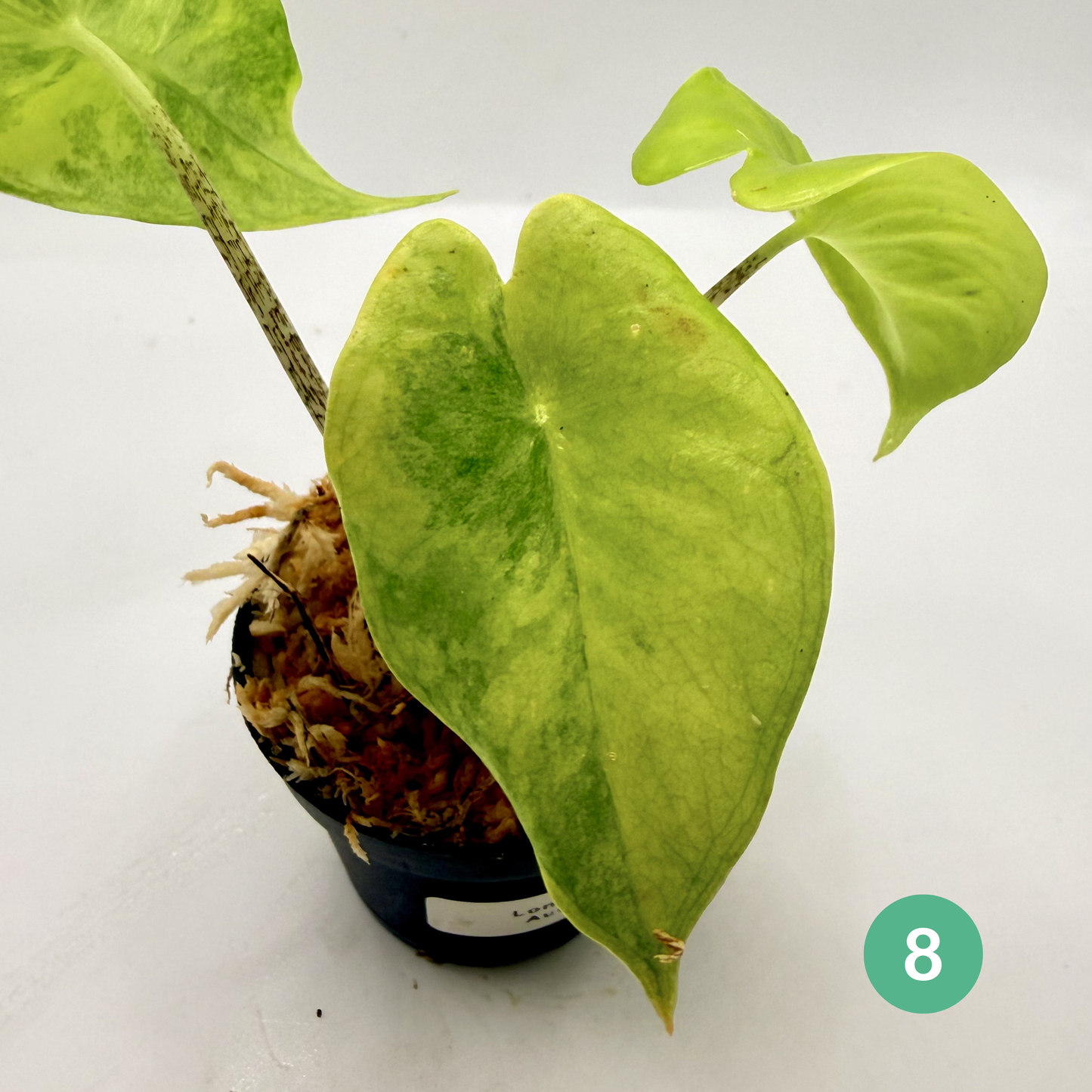 Alocasia Longiloba Aurea Variegata