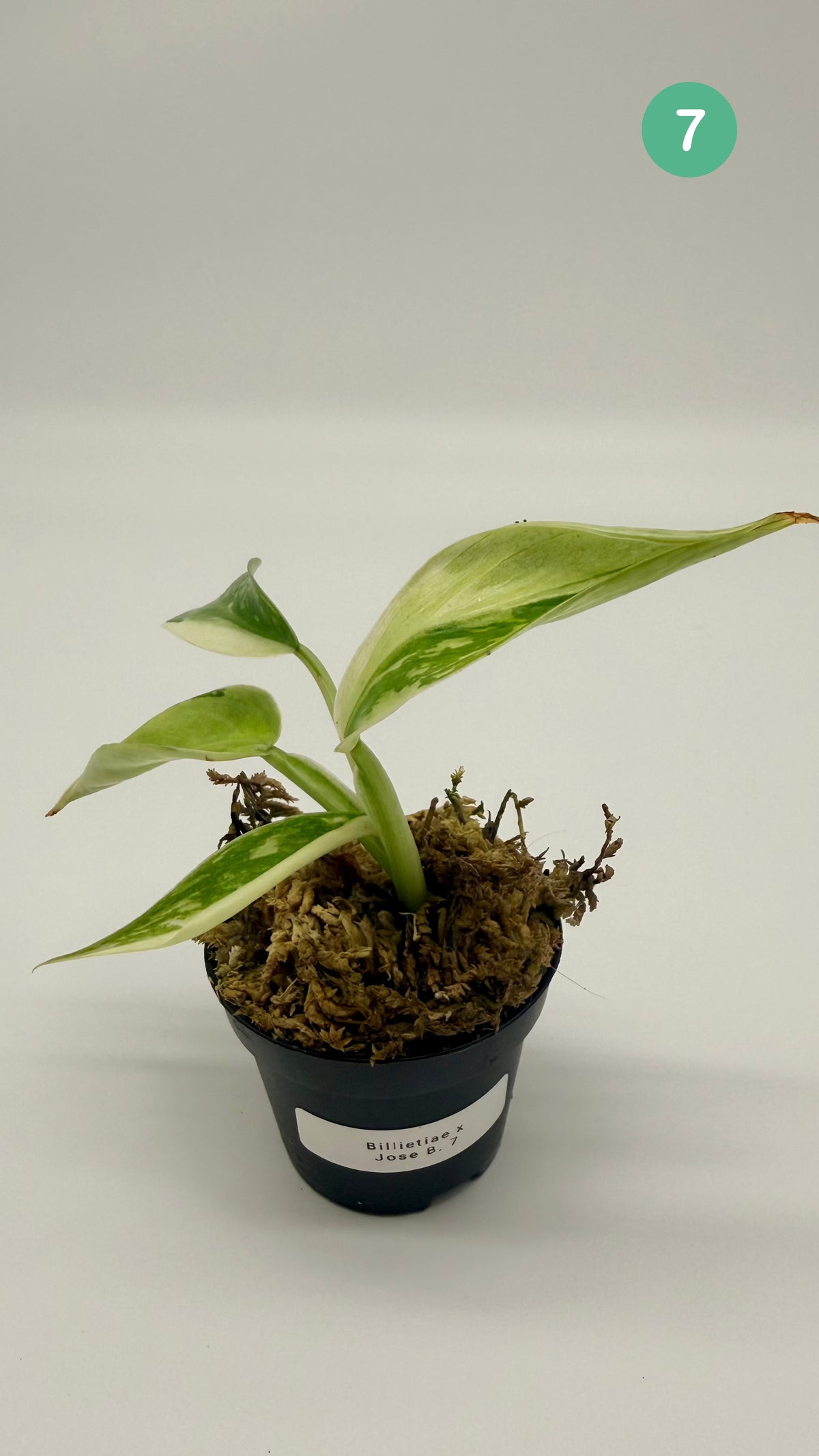 Philodendron Billietiae x José Buono Variegated