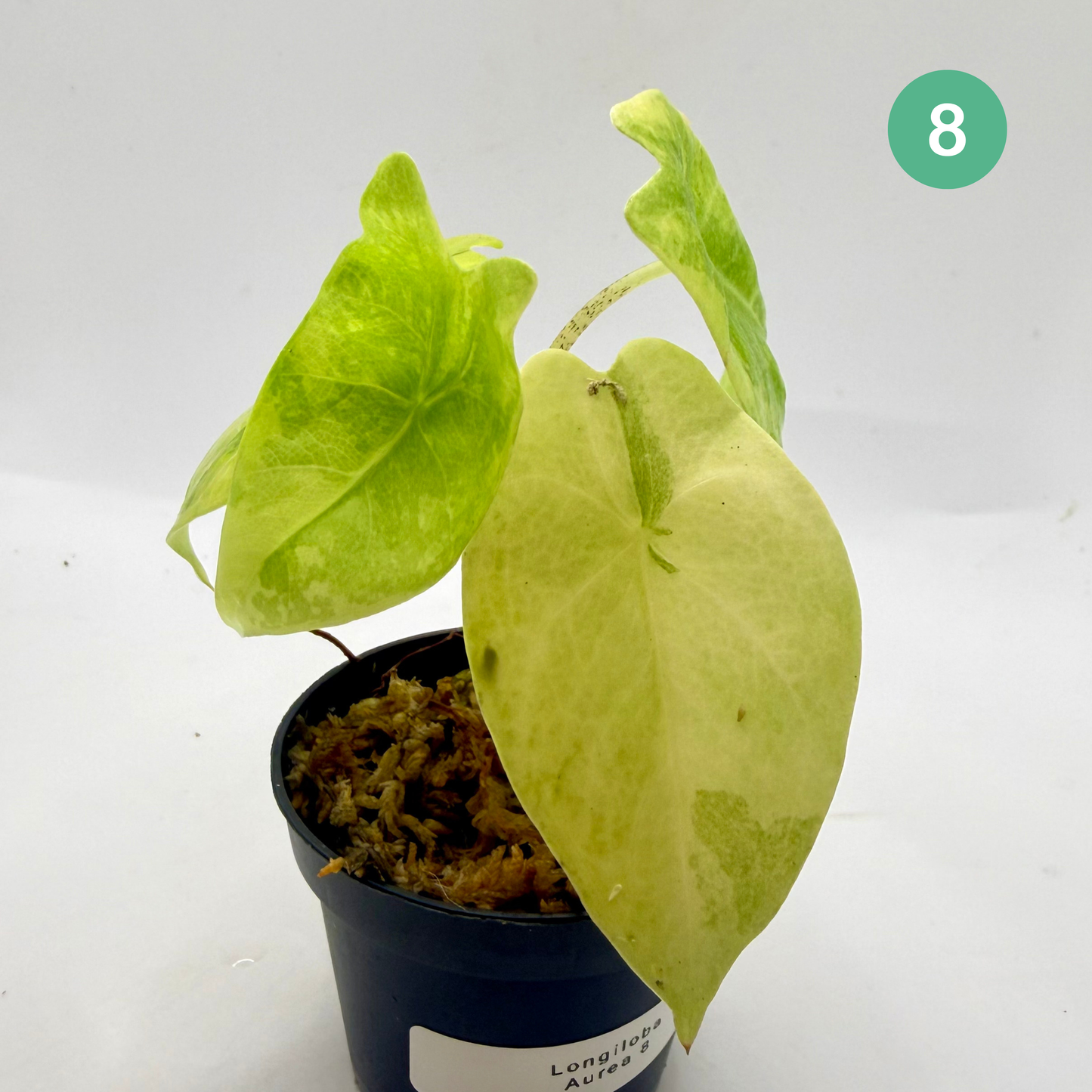Alocasia Longiloba Aurea Variegata