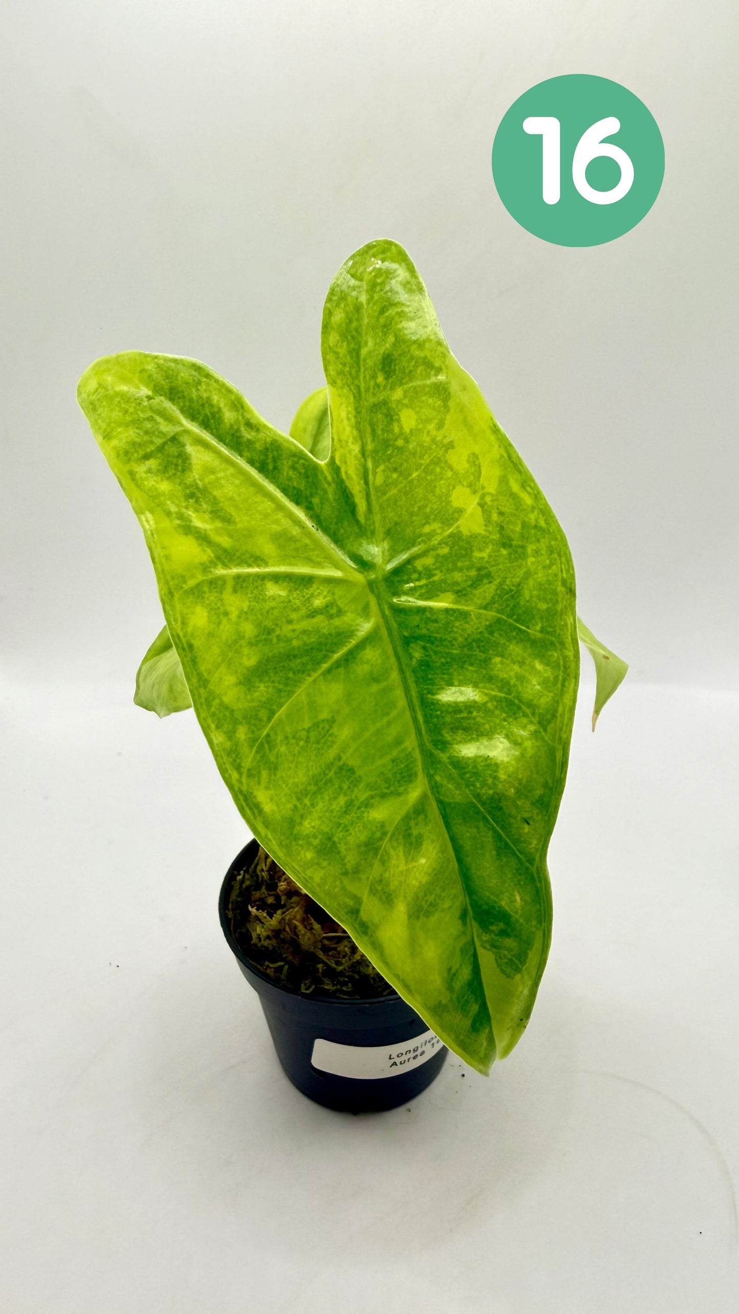 Alocasia Longiloba Aurea Variegata