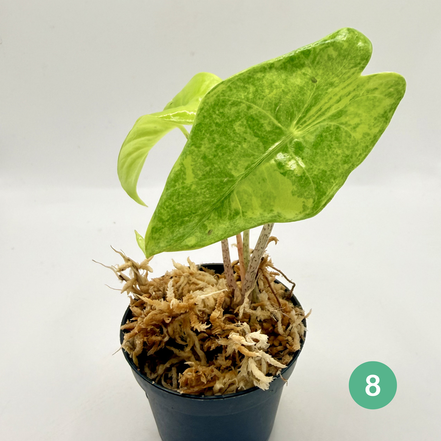 Alocasia Longiloba Aurea Variegata