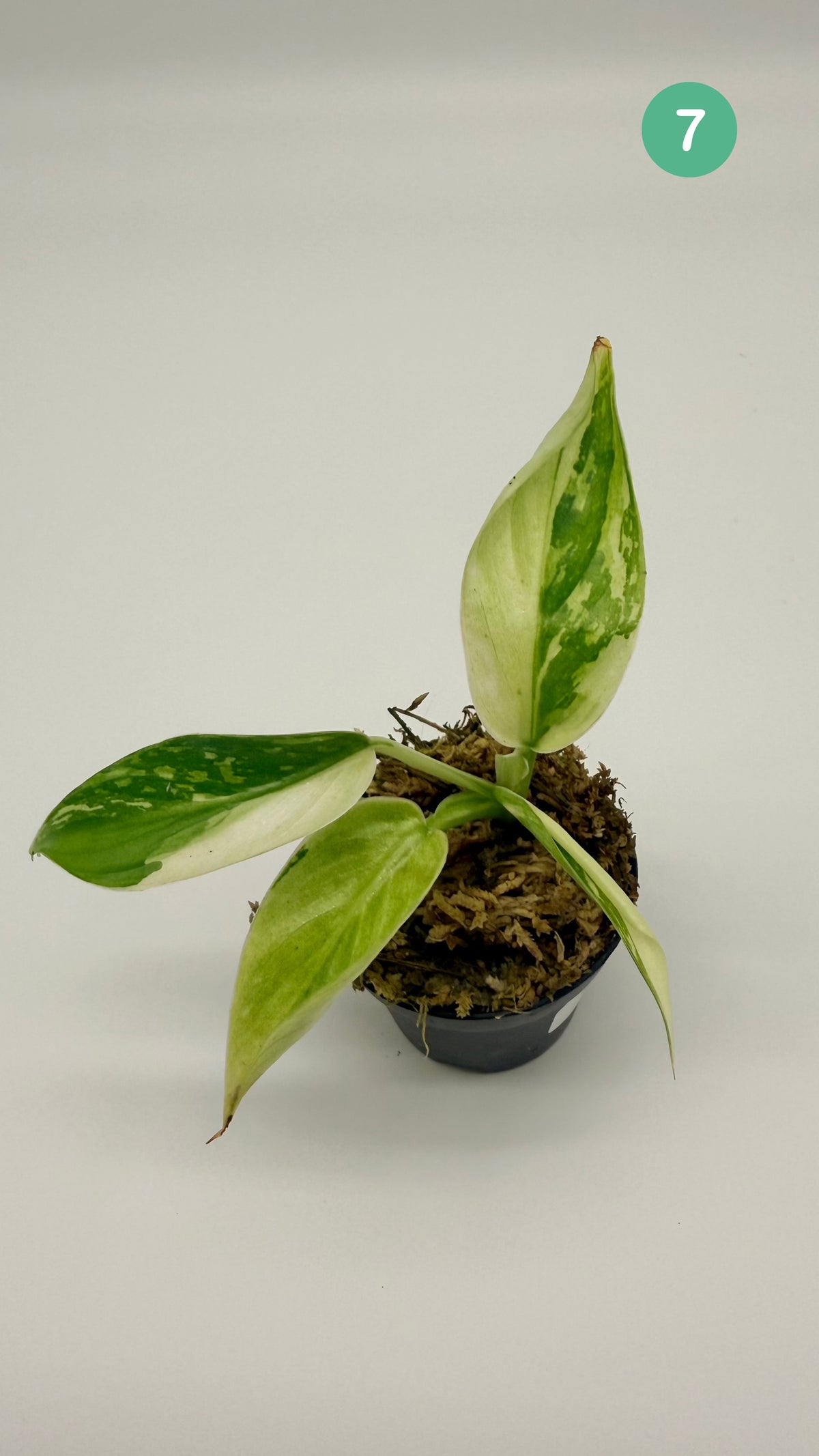Philodendron Billietiae x José Buono Variegated