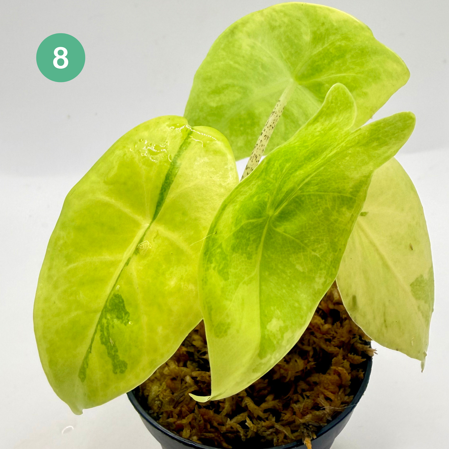 Alocasia Longiloba Aurea Variegata