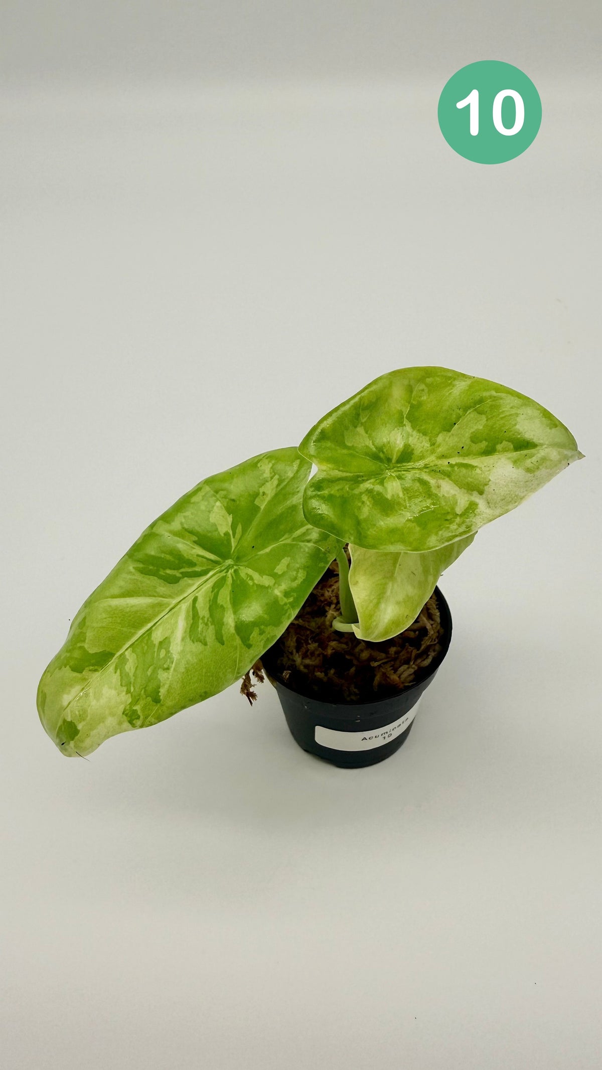 Alocasia Acuminata Albo Variegata