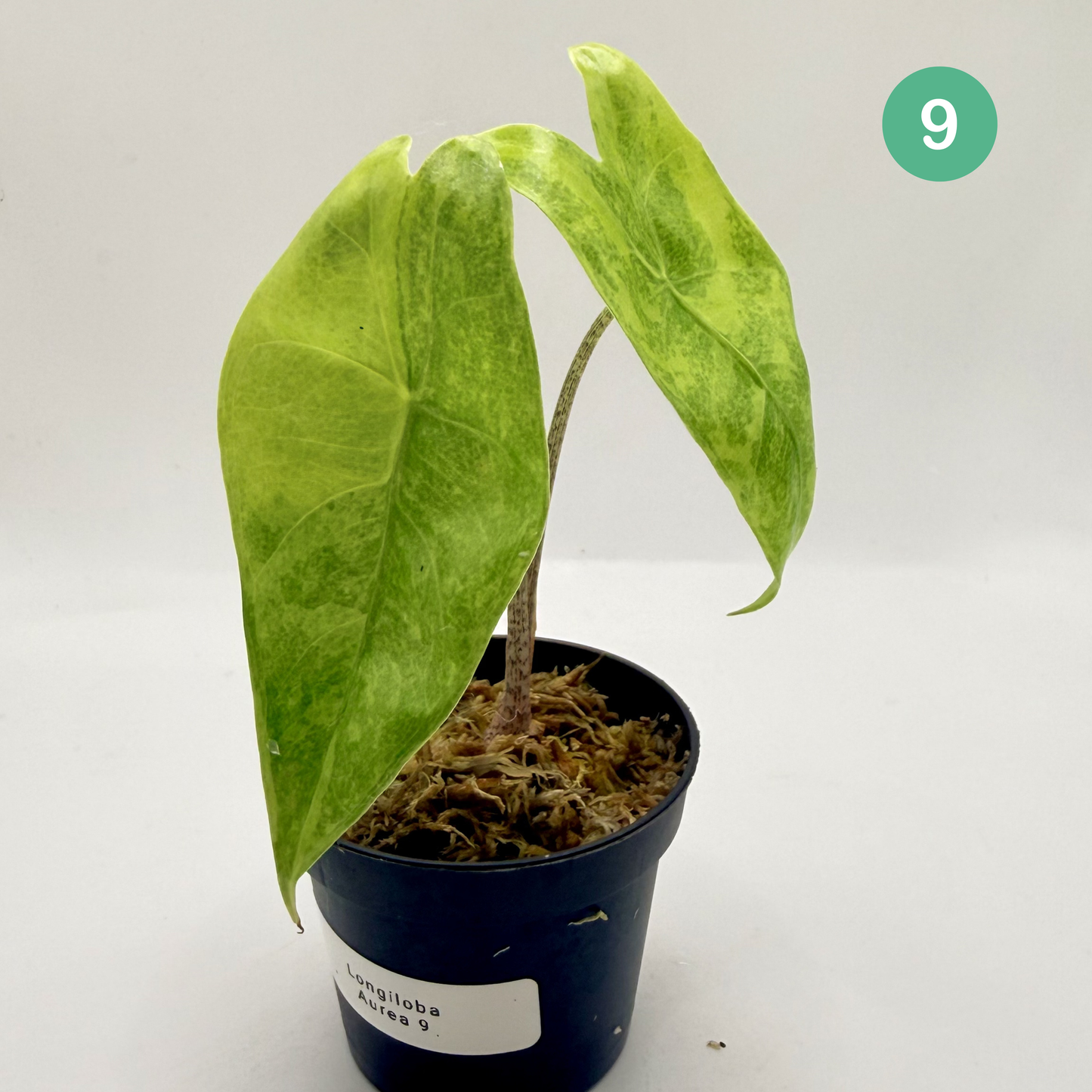 Alocasia Longiloba Aurea Variegata