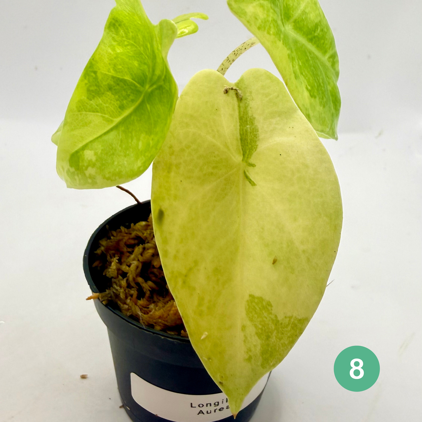 Alocasia Longiloba Aurea Variegata