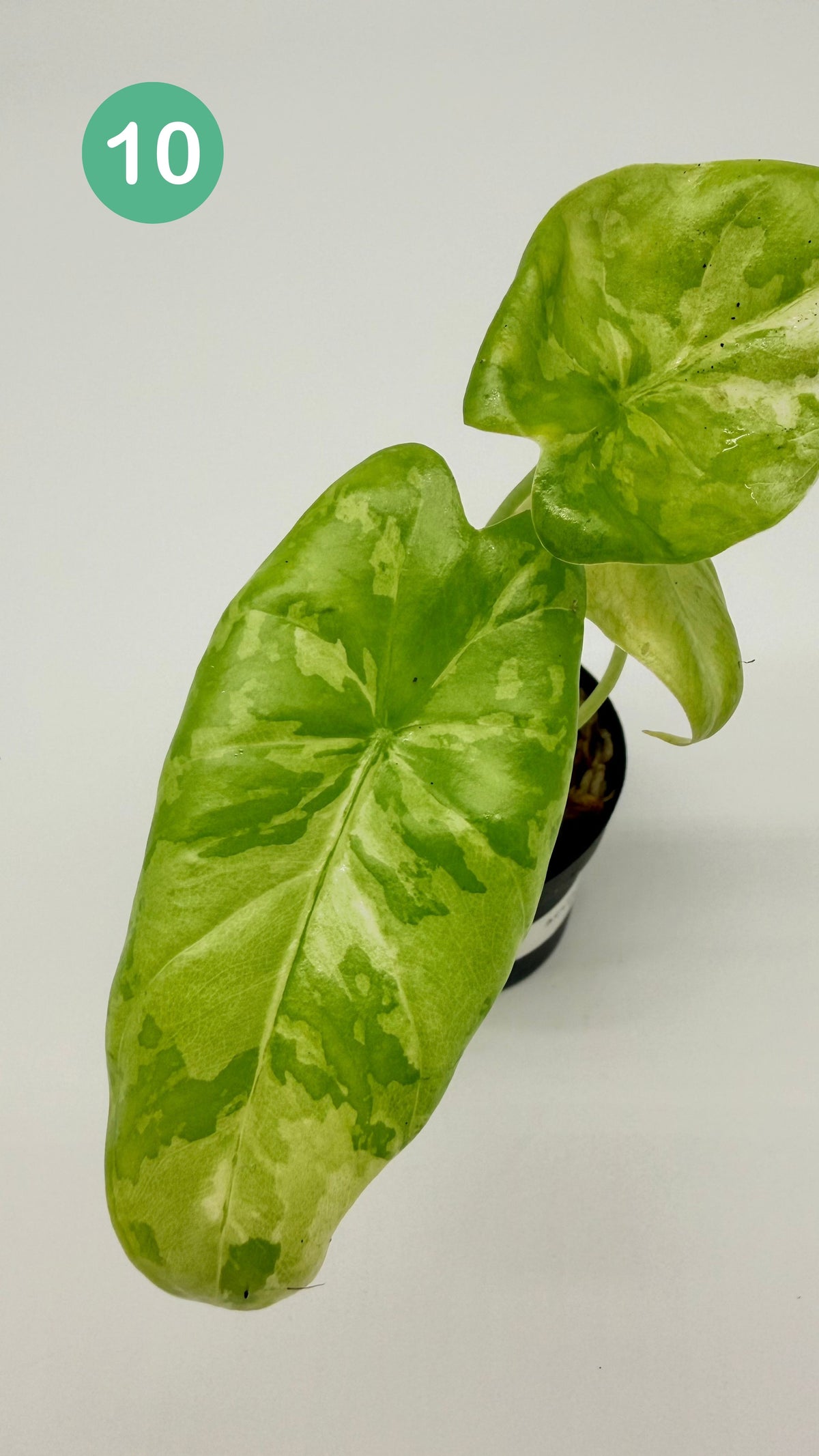 Alocasia Acuminata Albo Variegata