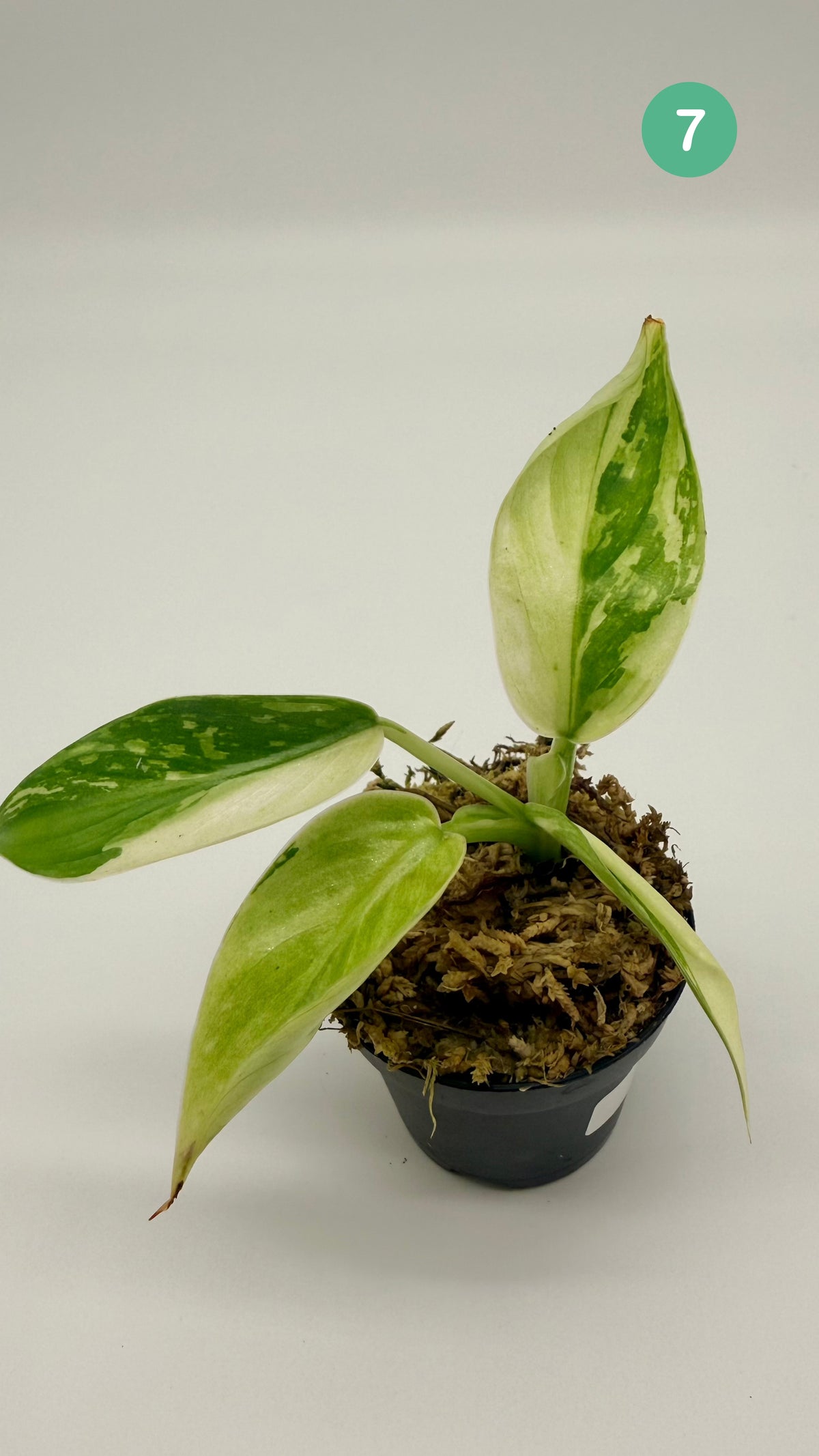 Philodendron Billietiae x José Buono Variegated