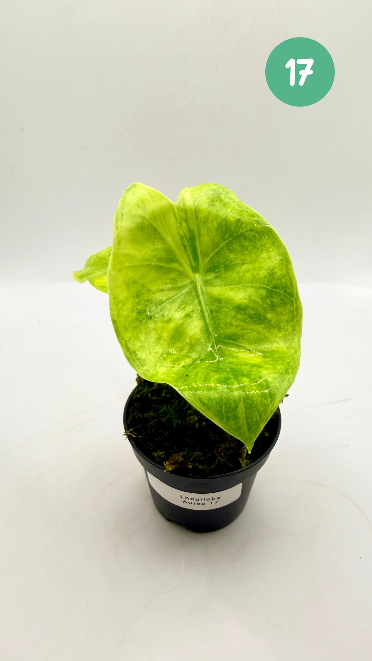 Alocasia Longiloba Aurea Variegata