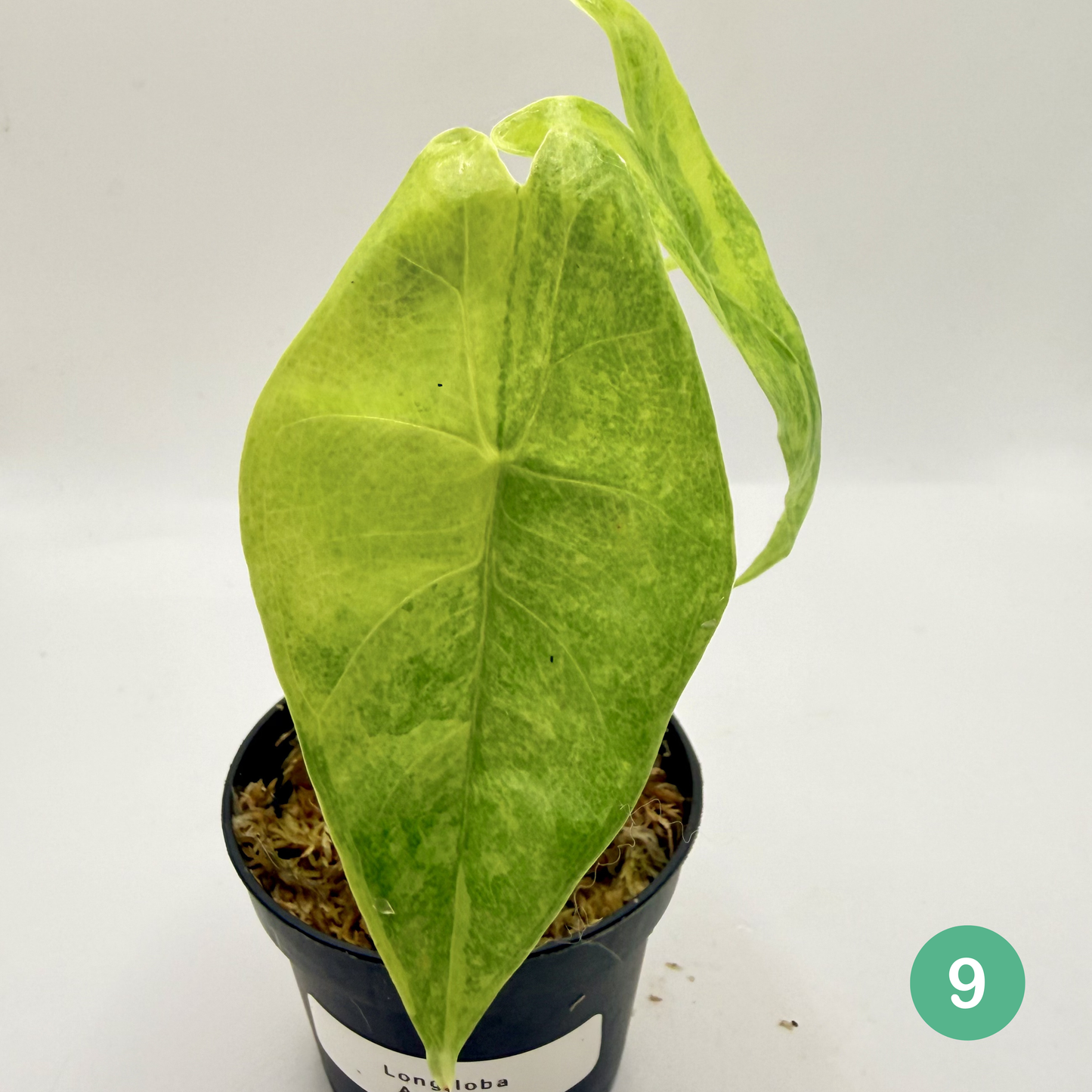 Alocasia Longiloba Aurea Variegata