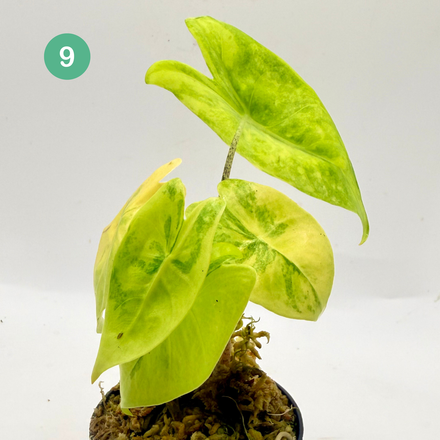 Alocasia Longiloba Aurea Variegata