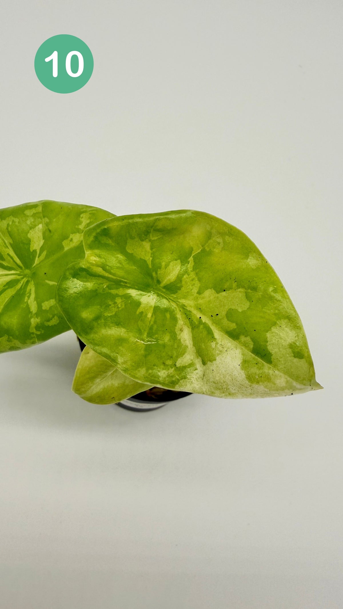 Alocasia Acuminata Albo Variegata