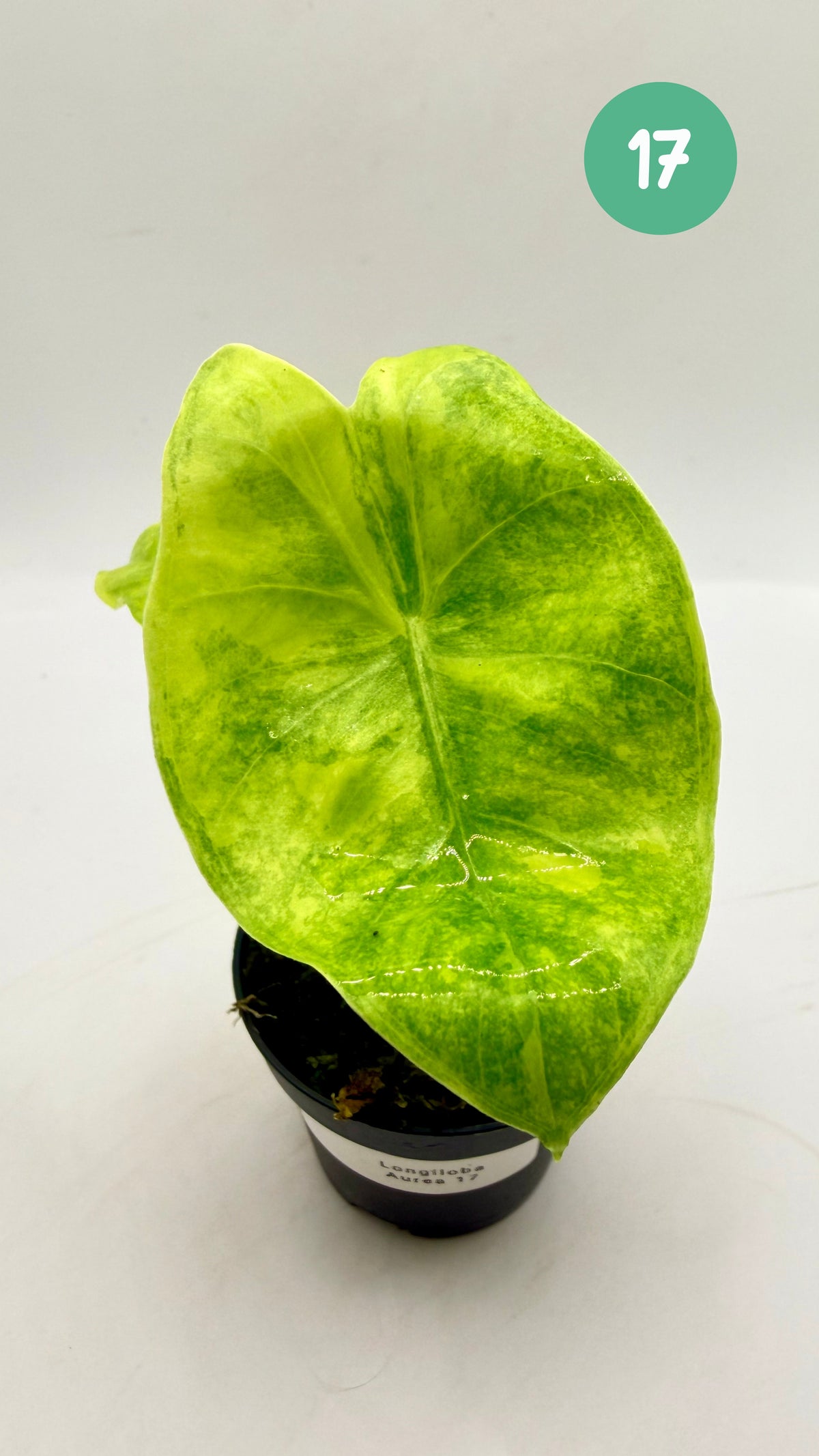 Alocasia Longiloba Aurea Variegata