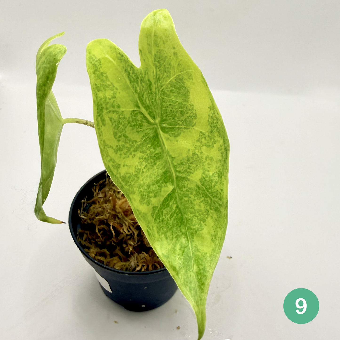 Alocasia Longiloba Aurea Variegata