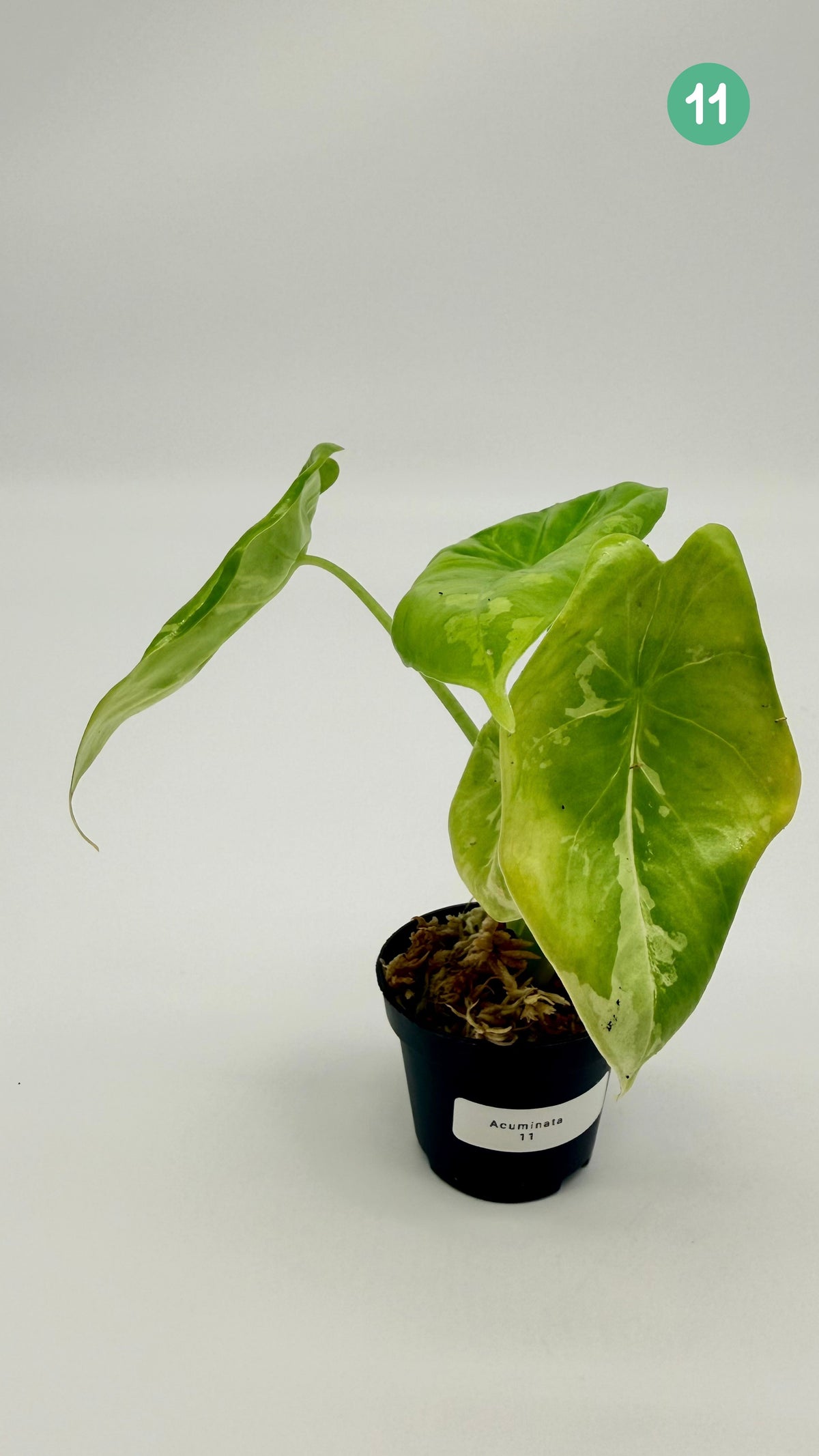 Alocasia Acuminata Albo Variegata
