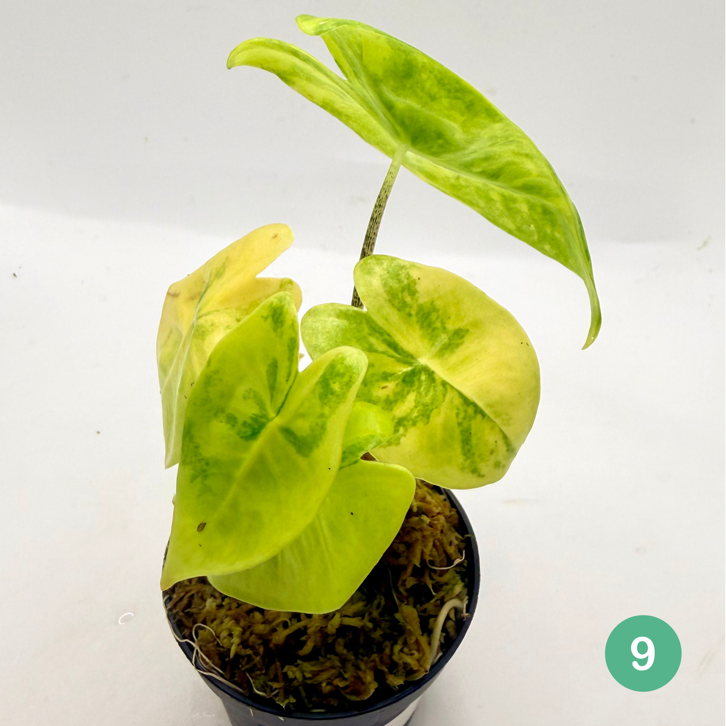 Alocasia Longiloba Aurea Variegata