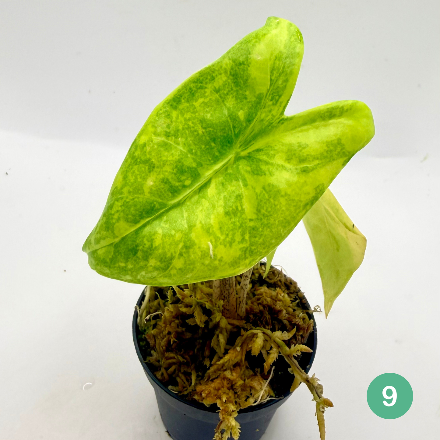 Alocasia Longiloba Aurea Variegata