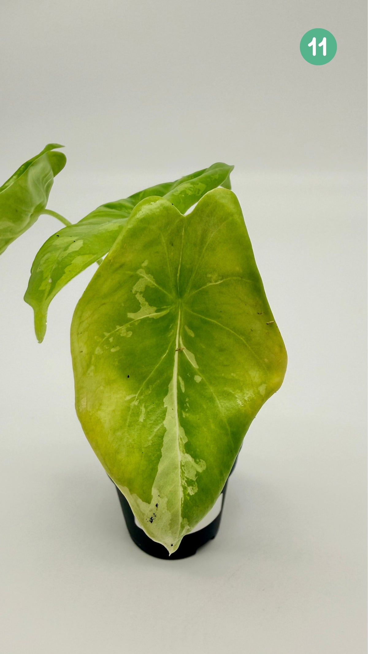 Alocasia Acuminata Albo Variegata